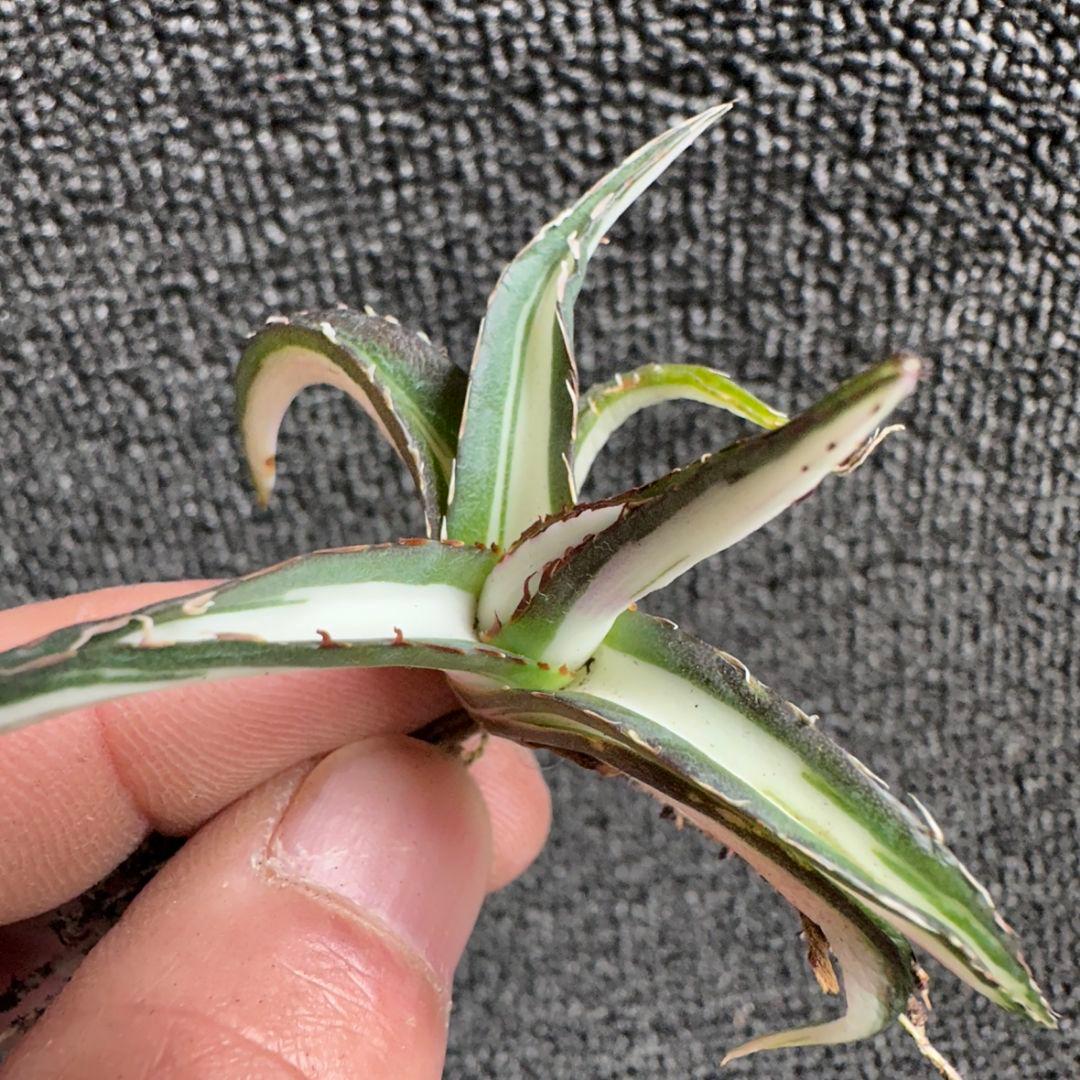 2170アガベ チタノタ 丸叶氷山錦 白中斑 極上中小株 5株セット