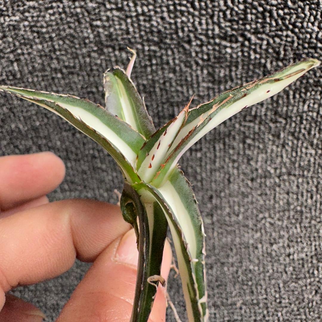 2170アガベ チタノタ 丸叶氷山錦 白中斑 極上中小株 5株セット