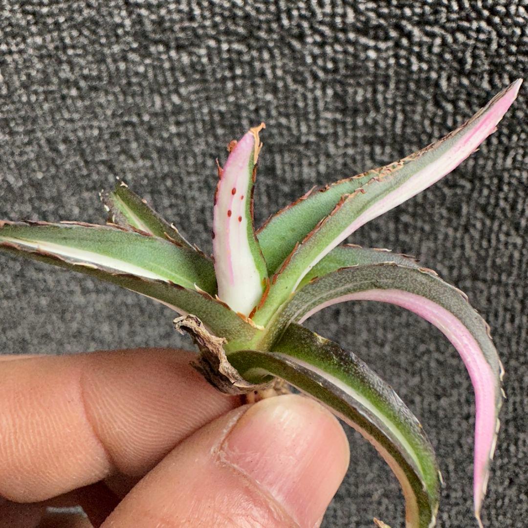 2170アガベ チタノタ 丸叶氷山錦 白中斑 極上中小株 5株セット