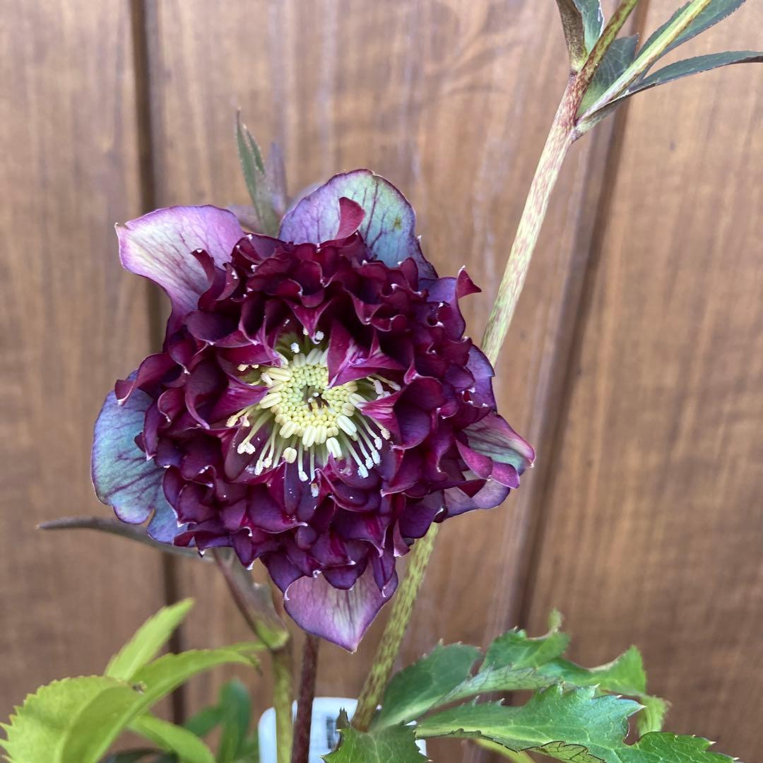 クリスマスローズ　開花株　4.5寸 　広瀬園芸　MIYABIです。