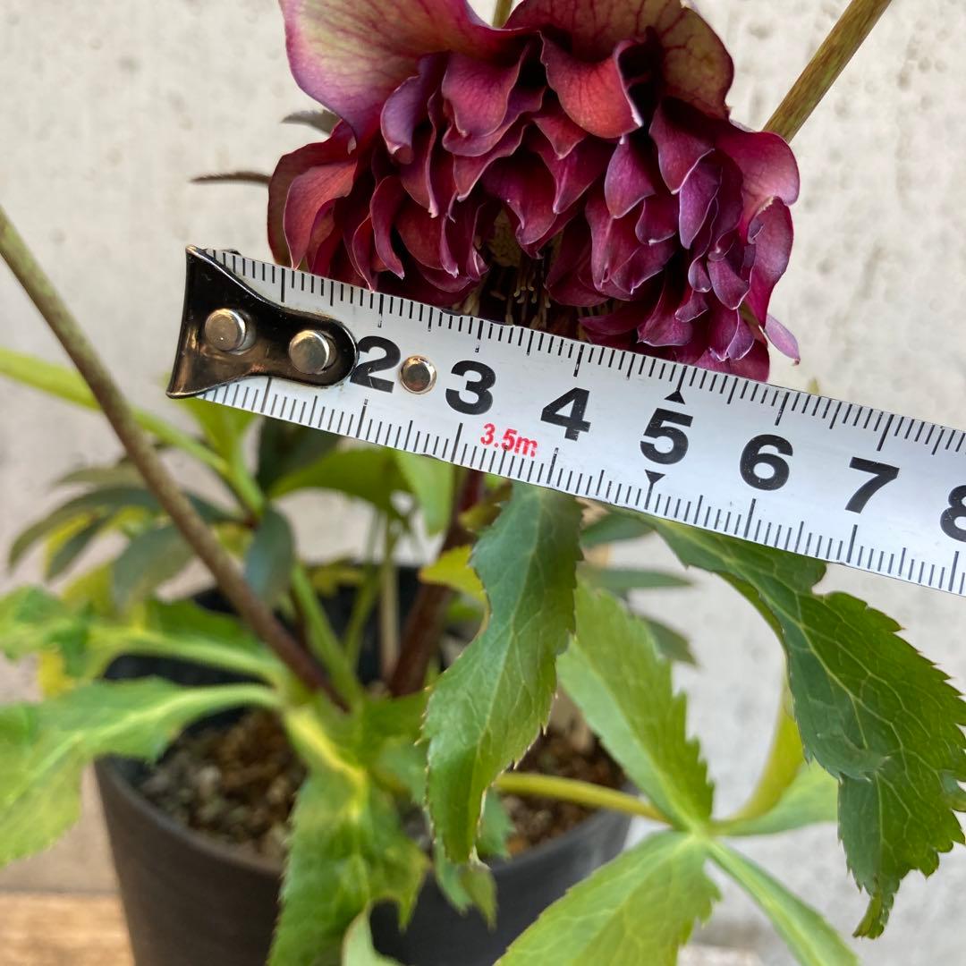 クリスマスローズ　開花株　4.5寸 　広瀬園芸　MIYABIです。