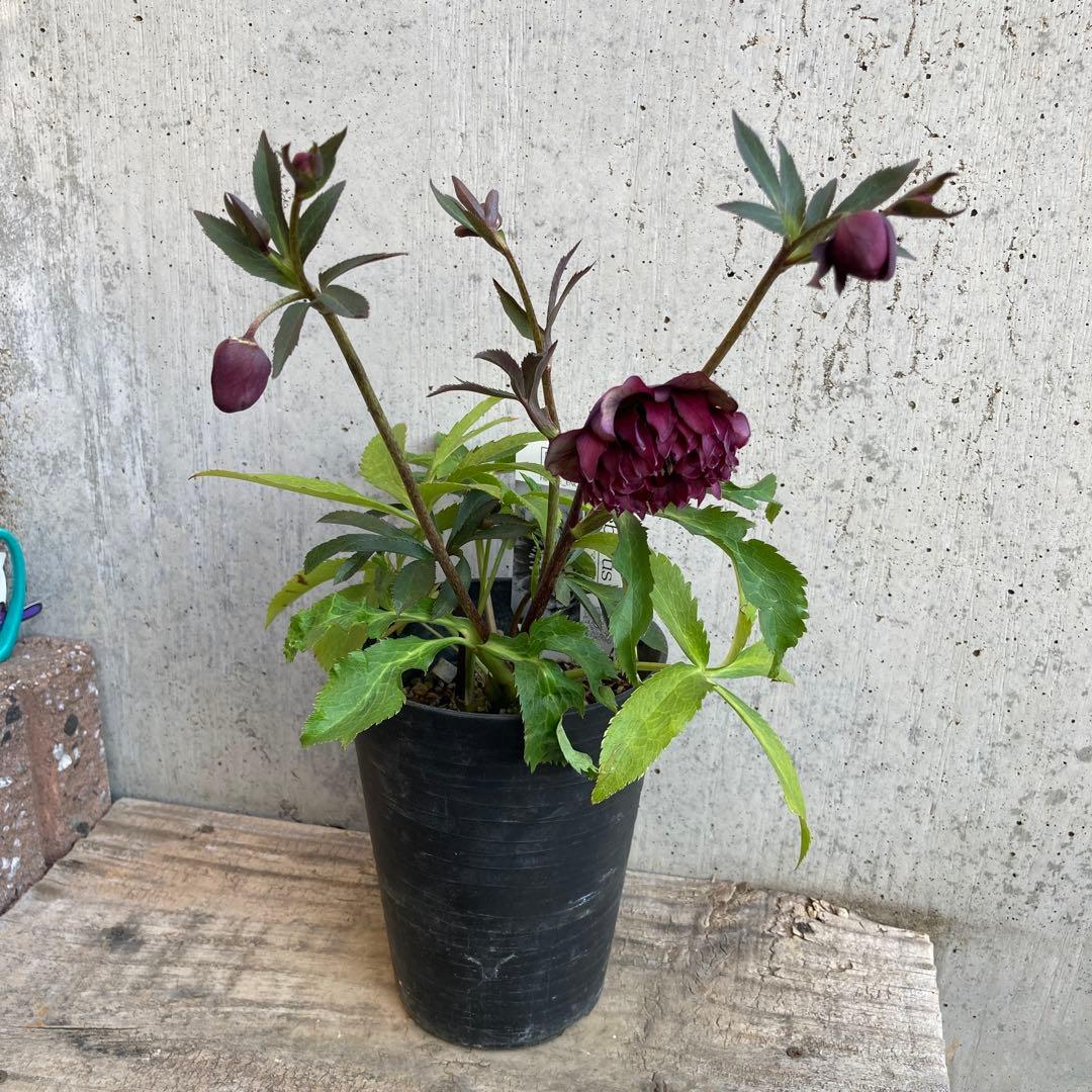 クリスマスローズ　開花株　4.5寸 　広瀬園芸　MIYABIです。