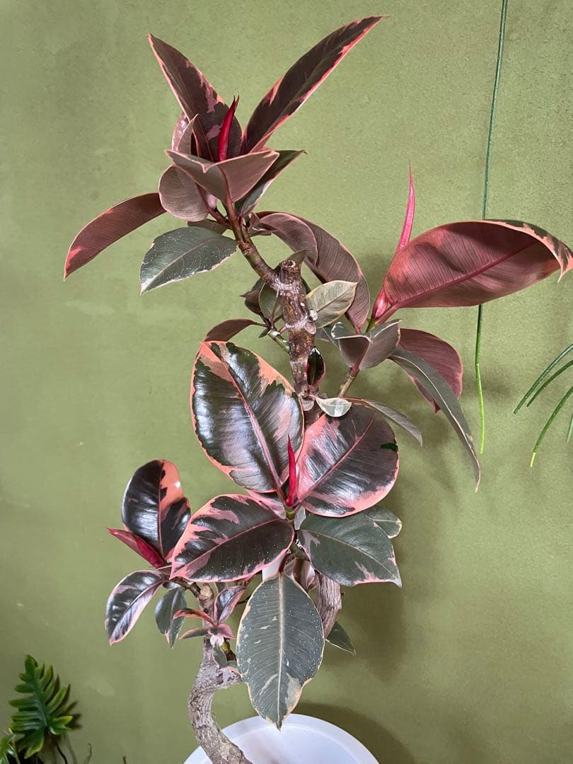 フィカス　ルビー　8号