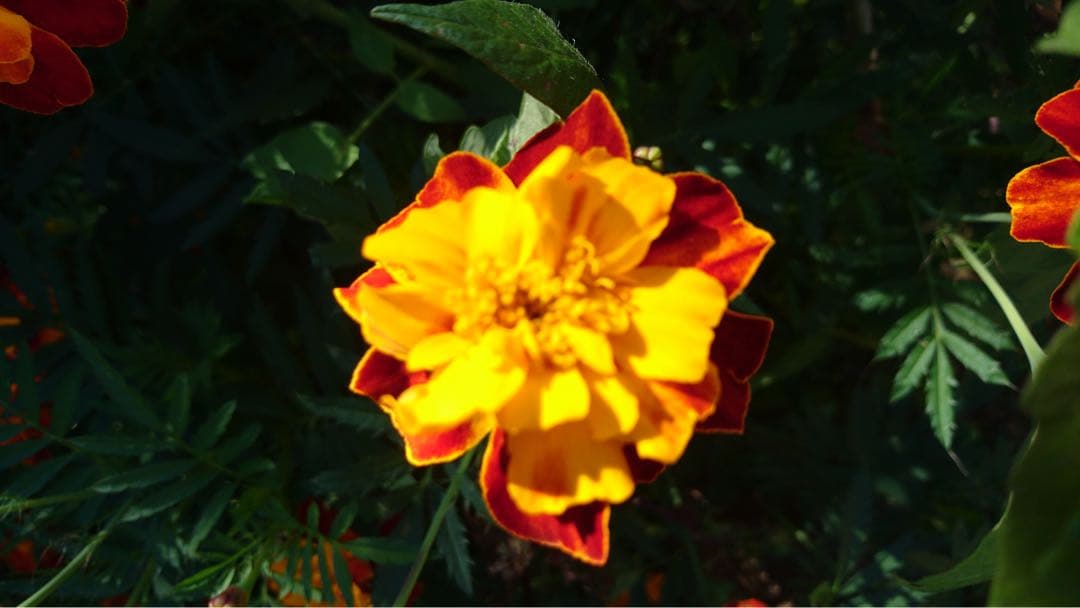 マリーゴールド 種子 オレンジ・イエロー