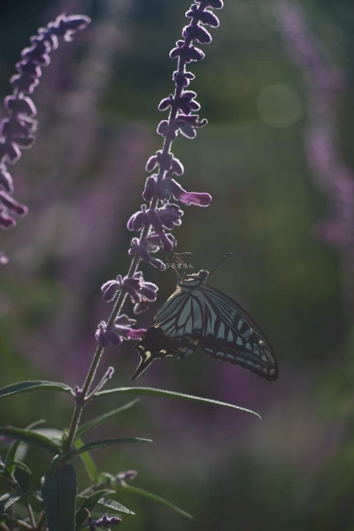 日独融合！中身もライカ！Leica Elmar-c 90mm F4