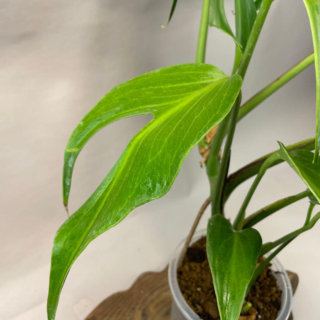 T*I様 a05モンステラ バールマルクスフレーム