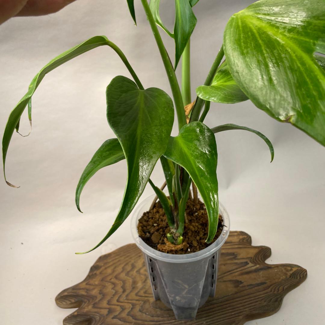 T*I様 a05モンステラ バールマルクスフレーム