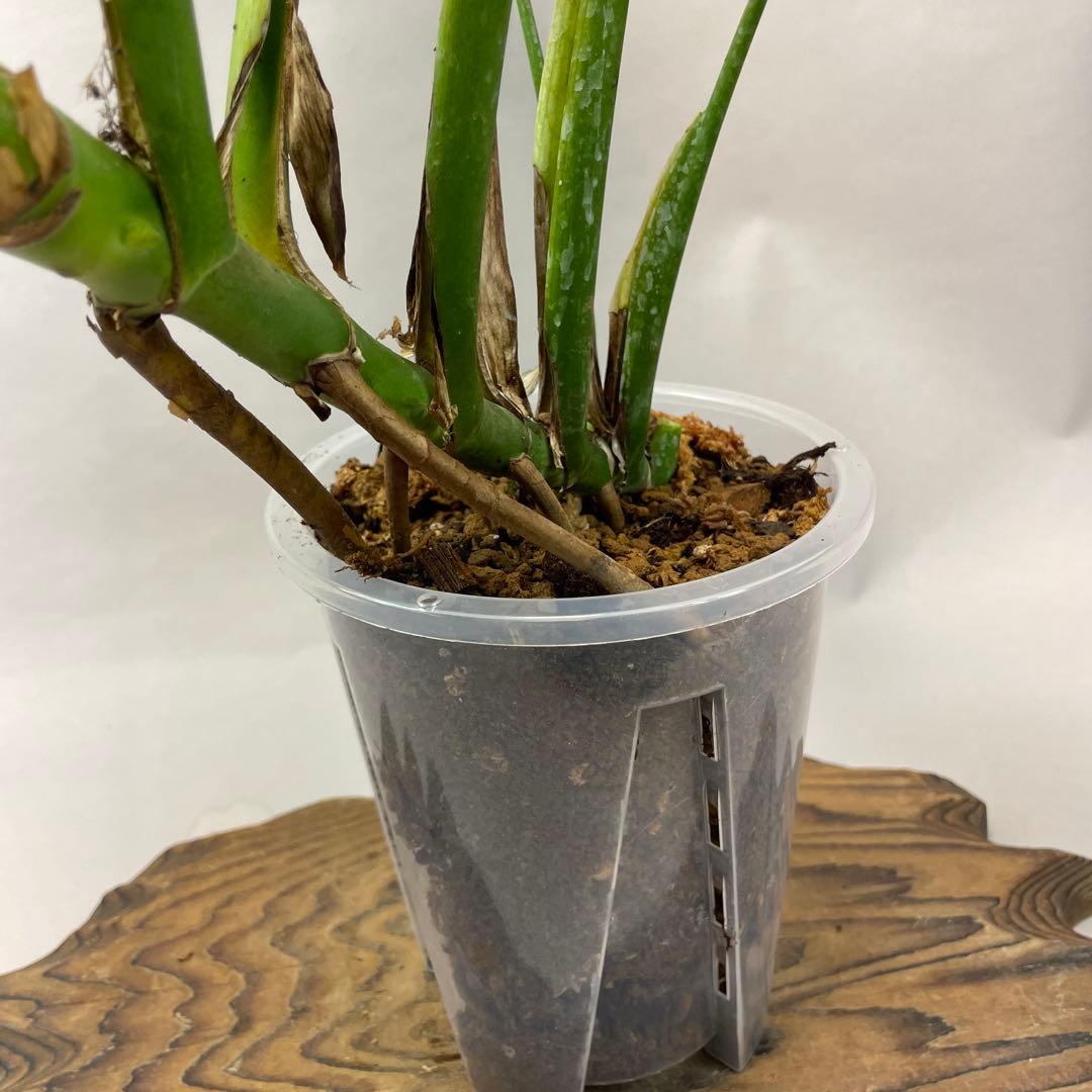 T*I様 a05モンステラ バールマルクスフレーム