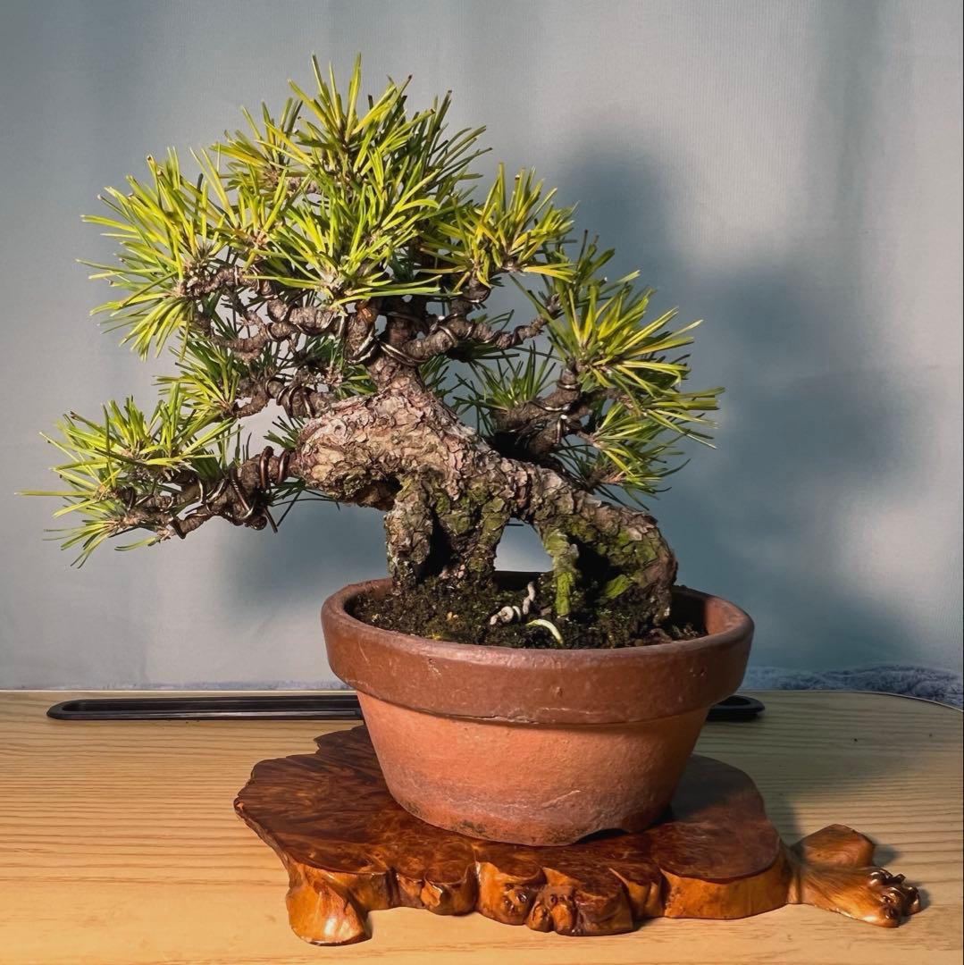 黒松　古木　変わり木