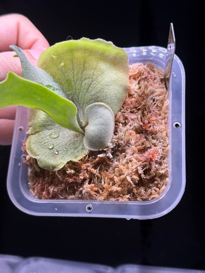 P.solar eclipse OC子株