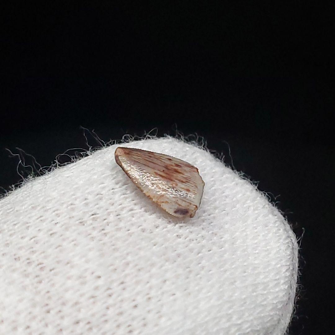 希少 ポストスクス 爬虫類 歯 化石 ニューメキシコ産 7.06mm fr66