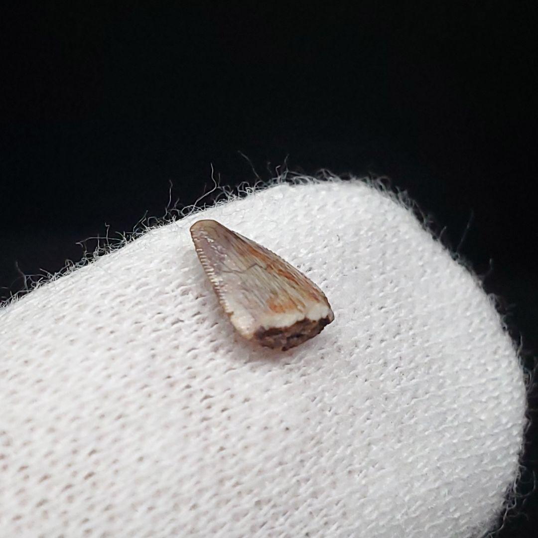 希少 ポストスクス 爬虫類 歯 化石 ニューメキシコ産 7.06mm fr66