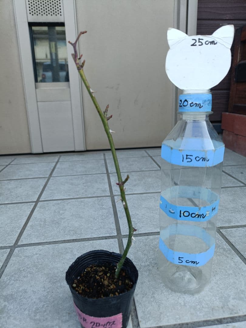 薔薇苗 廃盤イングリッシュローズ バラ苗