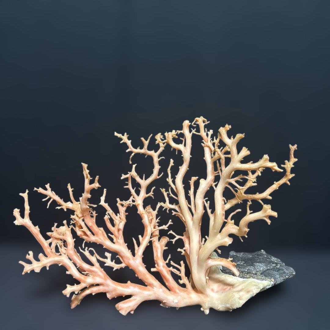 高知県産天然桃色珊瑚873グラム特大サイズ