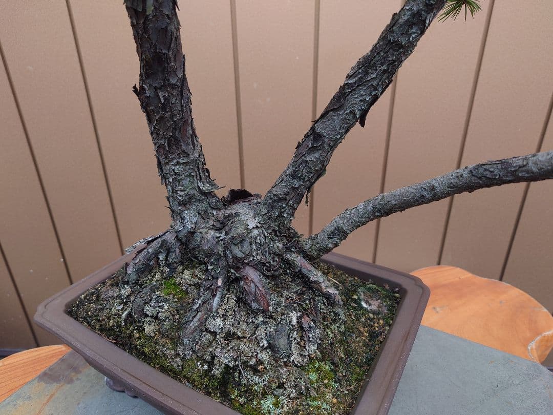 盆栽　盆栽　五葉松　樹高62cm