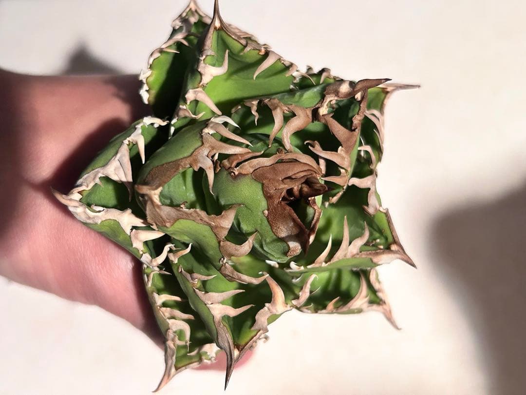 【更新】皇冠　アガベ　子株4個付き親株　発根済み