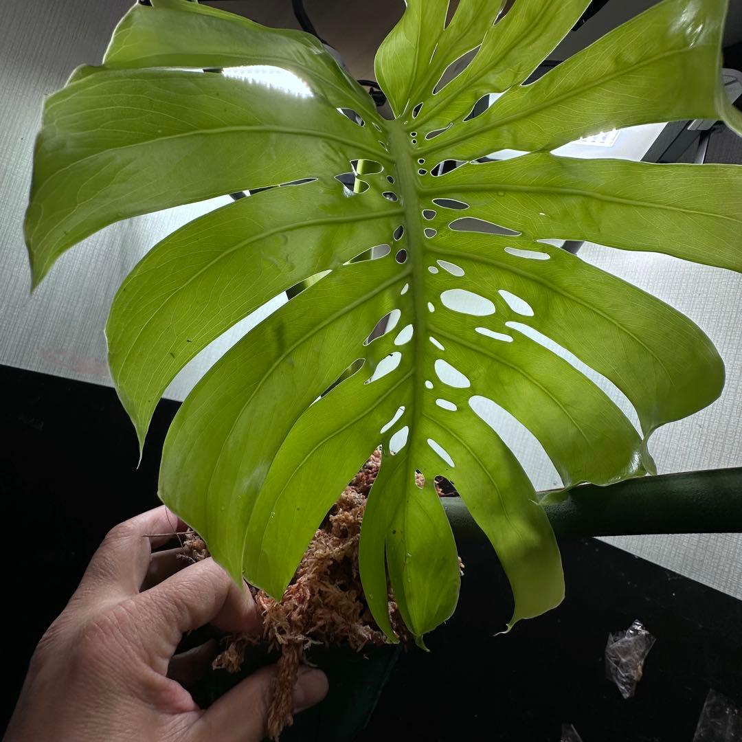 s*8様 モンステラデリシオーサマクロコズム超希少系統鉢植え86㎝