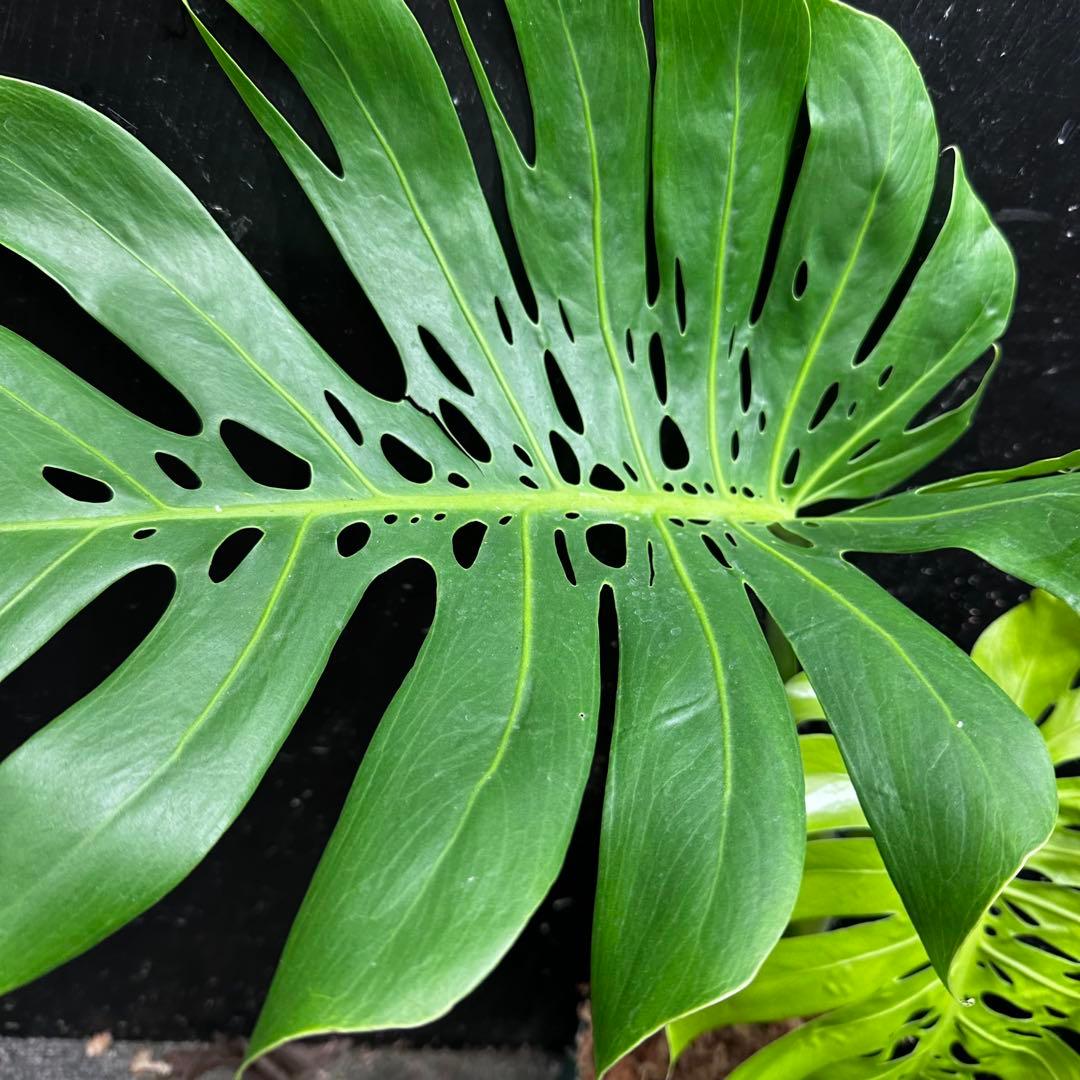 s*8様 モンステラデリシオーサマクロコズム超希少系統鉢植え86㎝