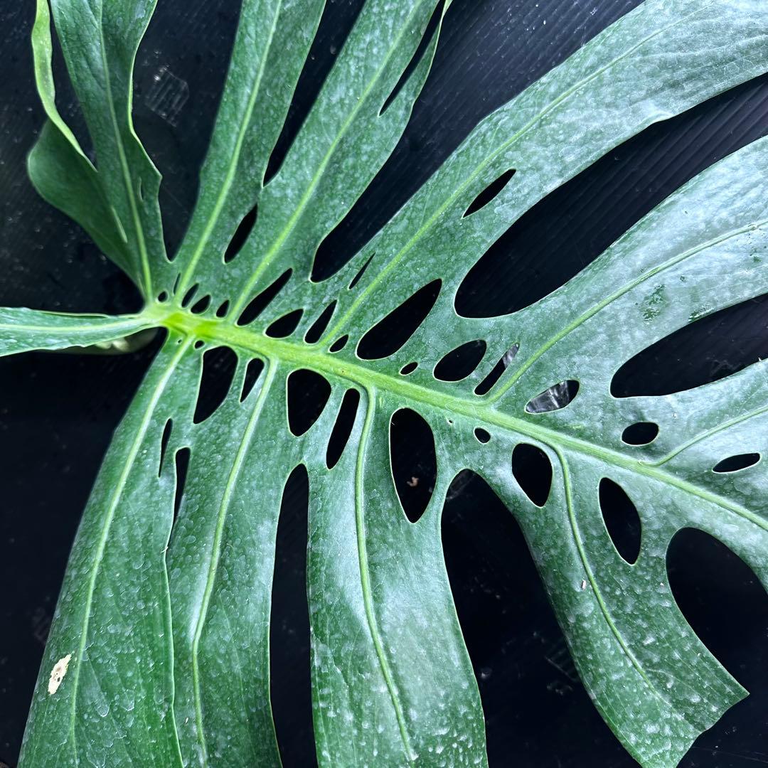s*8様 モンステラデリシオーサマクロコズム超希少系統鉢植え86㎝