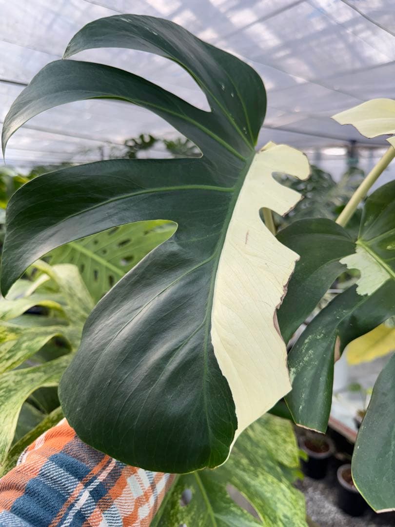 K*様 37モンステラ　ボルギシアナ　x デリシオーサ　ミント　美斑入り健康カッ