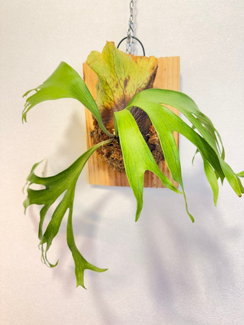 Green Nook　ビカクシダP. Flamenco