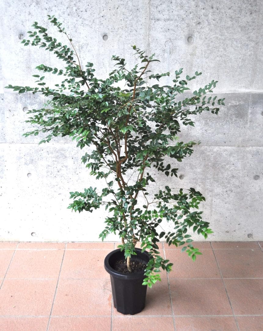 ジャボチカバ 小葉 8号140cm