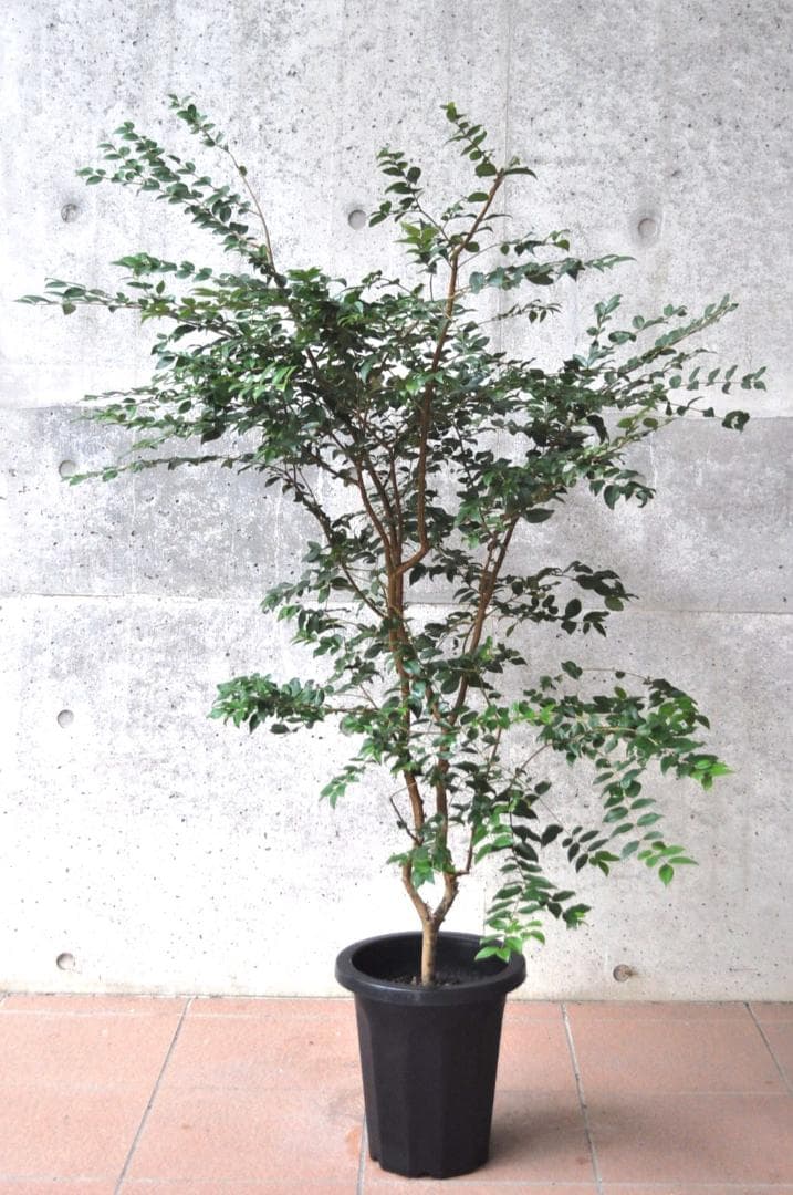 ジャボチカバ 小葉 8号140cm