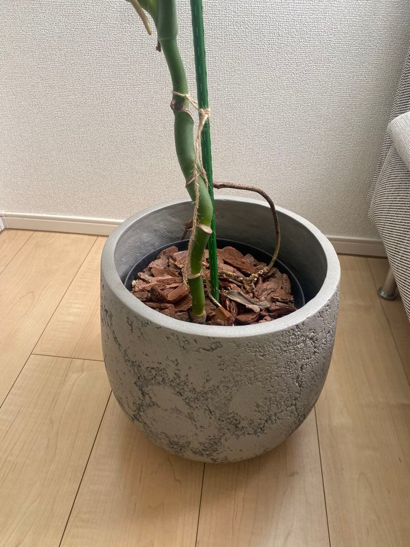 モンステラ 観葉植物 セメント鉢付き