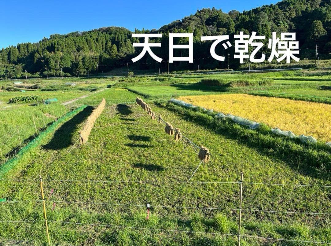 2024 収穫　わら　無肥料　無農薬　自然栽培