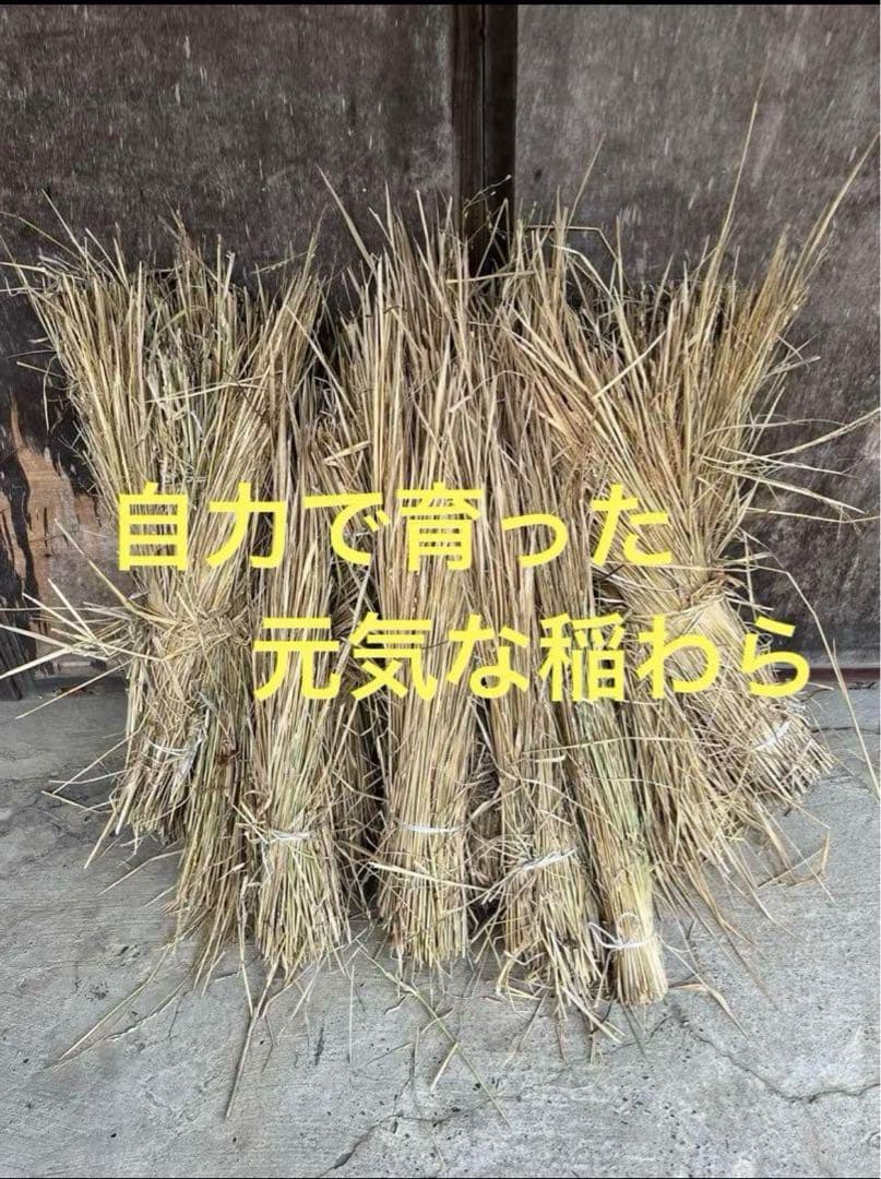 2024 収穫　わら　無肥料　無農薬　自然栽培