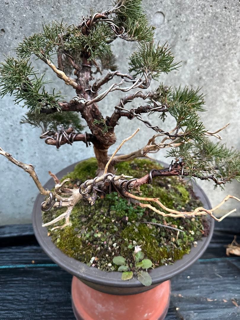 真柏 盆栽