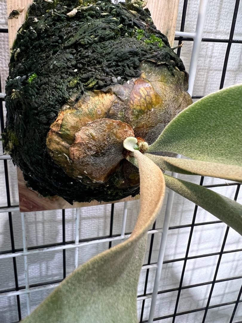 P.willinckii cv \"Blue Queen\" OC 子株板付け