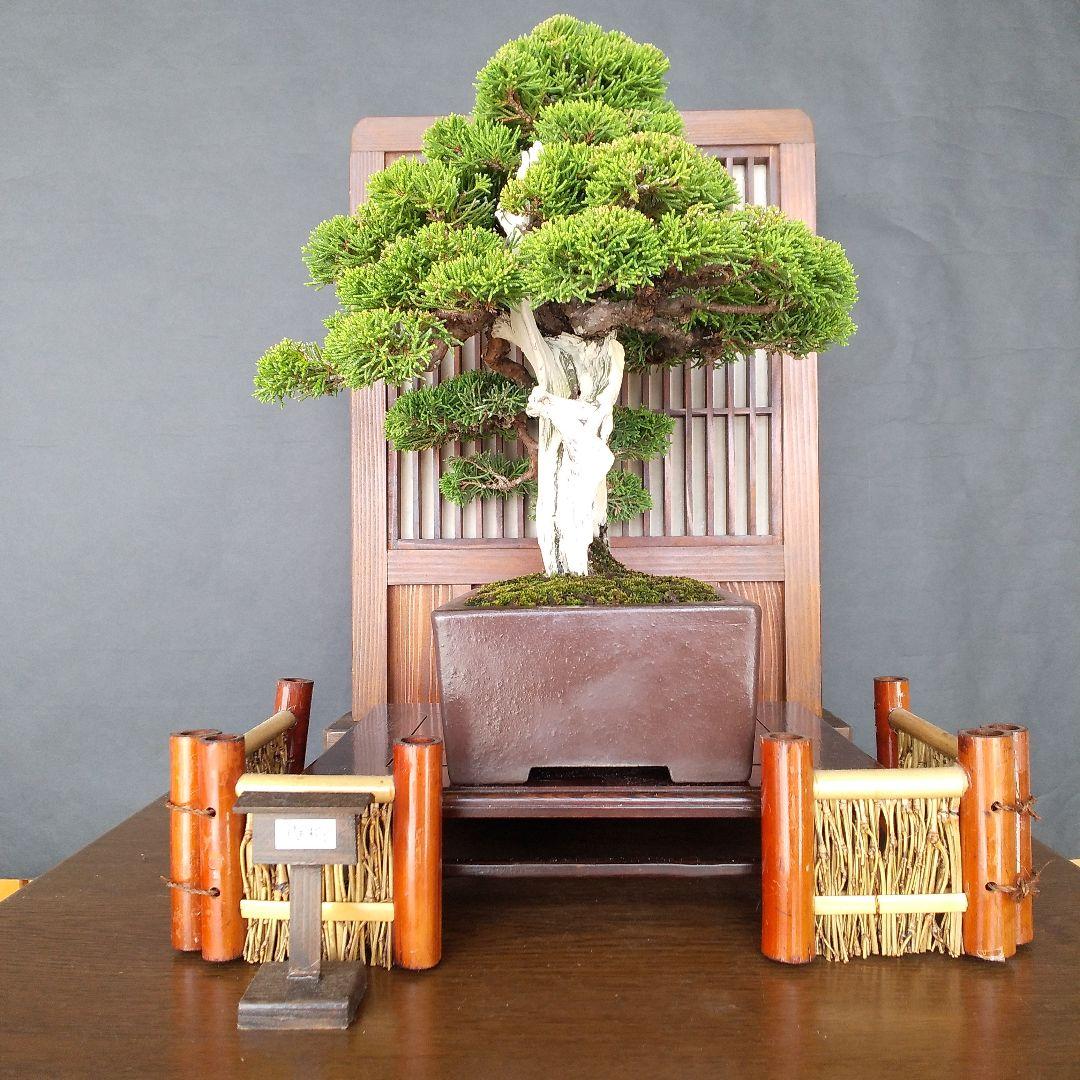 真柏 盆栽 (創作盆栽)