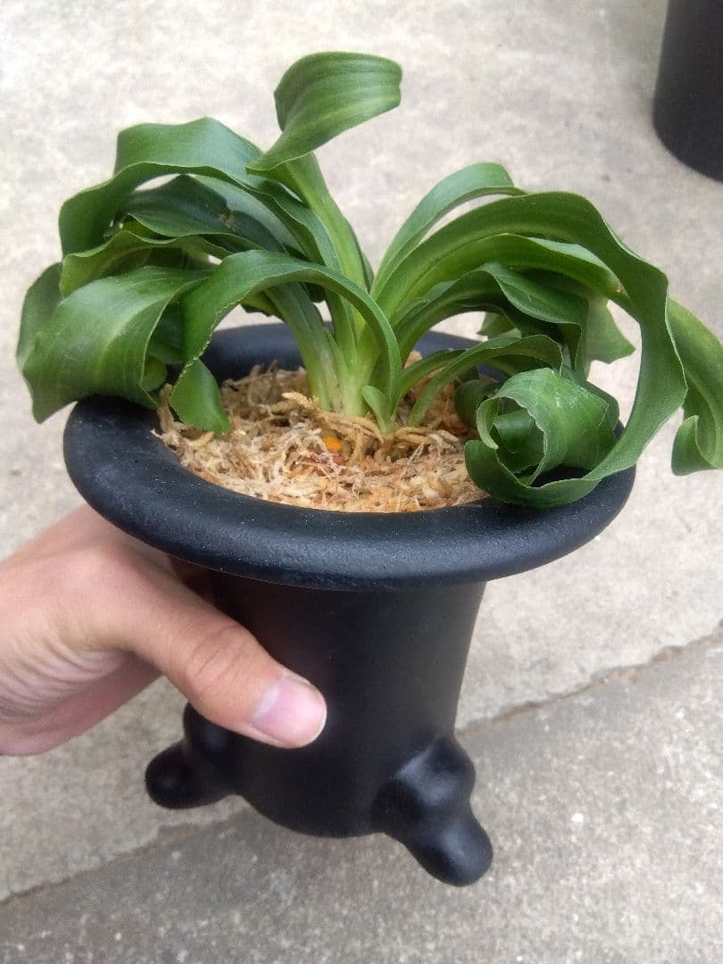 万年青　おもと　獅子　4.5号陶器鉢つき　4株群生❗ ま