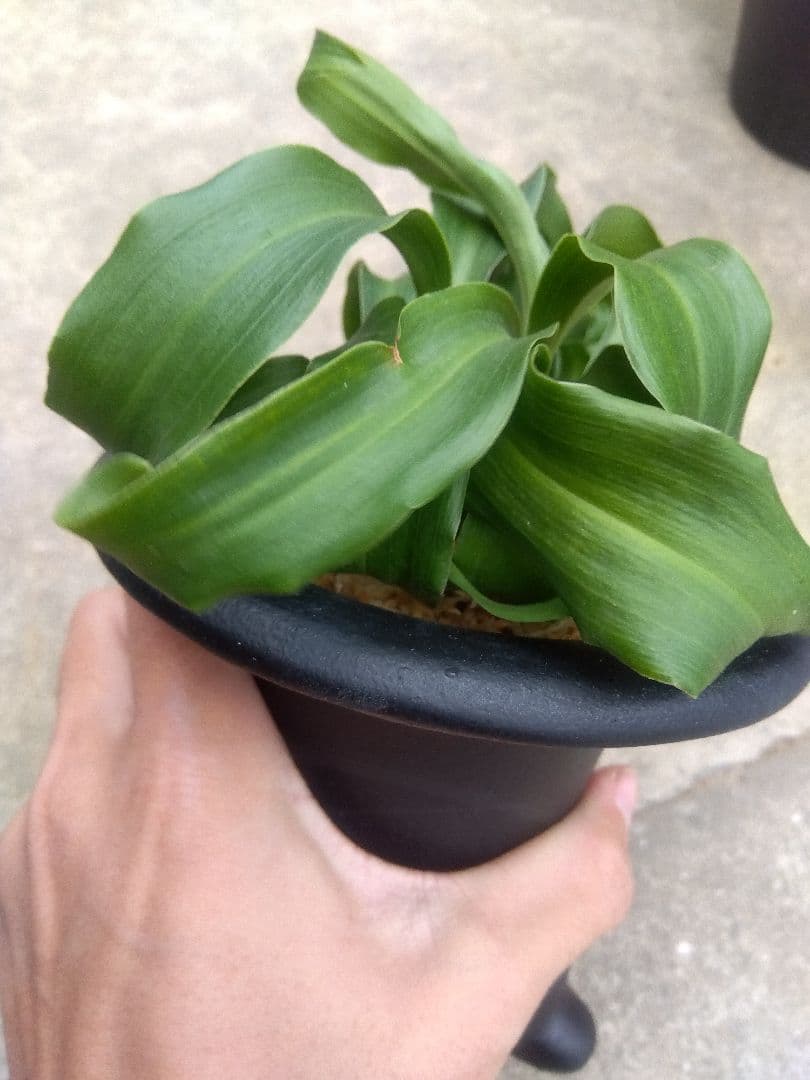 万年青　おもと　獅子　4.5号陶器鉢つき　4株群生❗ ま