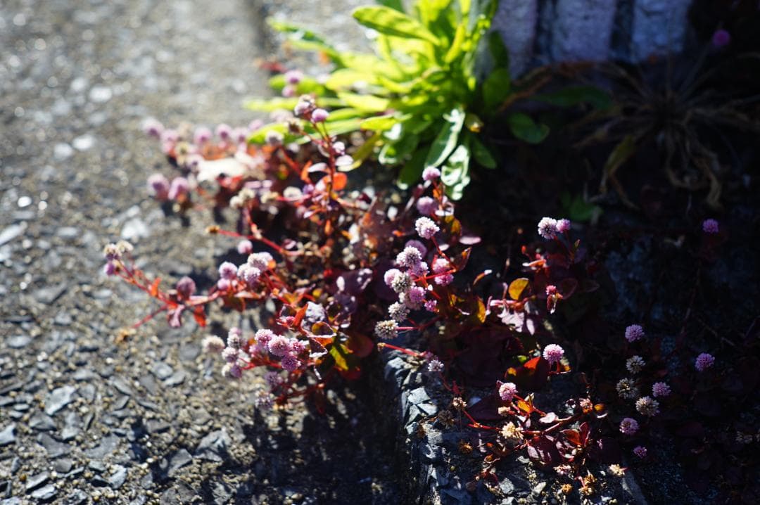 フィルムカメラ NIKON S4 / Nikkor-H.C 5cm f2