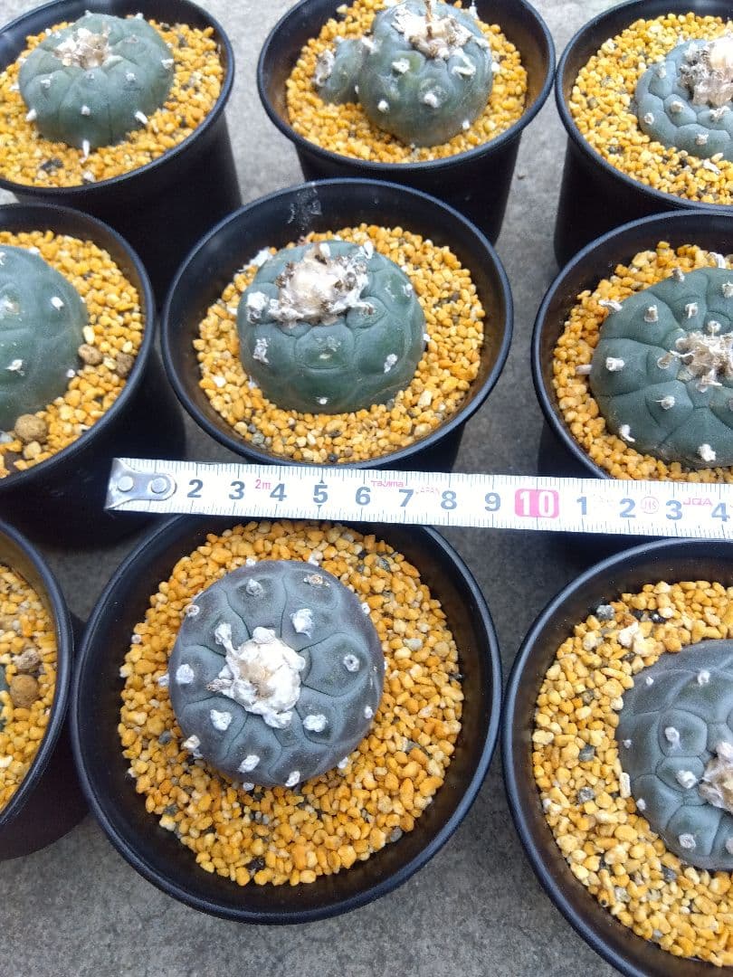 サボテン　烏羽玉　ロフォフォラ　3号鉢つき　9鉢セット❗　あ