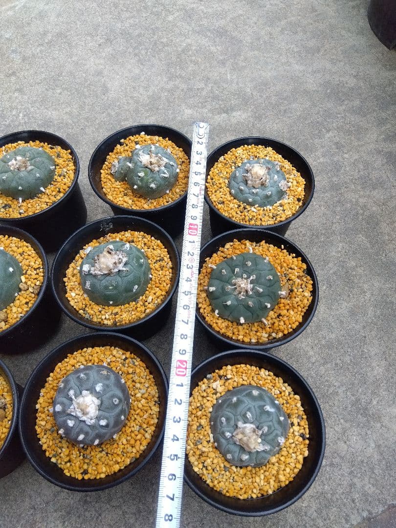 サボテン　烏羽玉　ロフォフォラ　3号鉢つき　9鉢セット❗　あ
