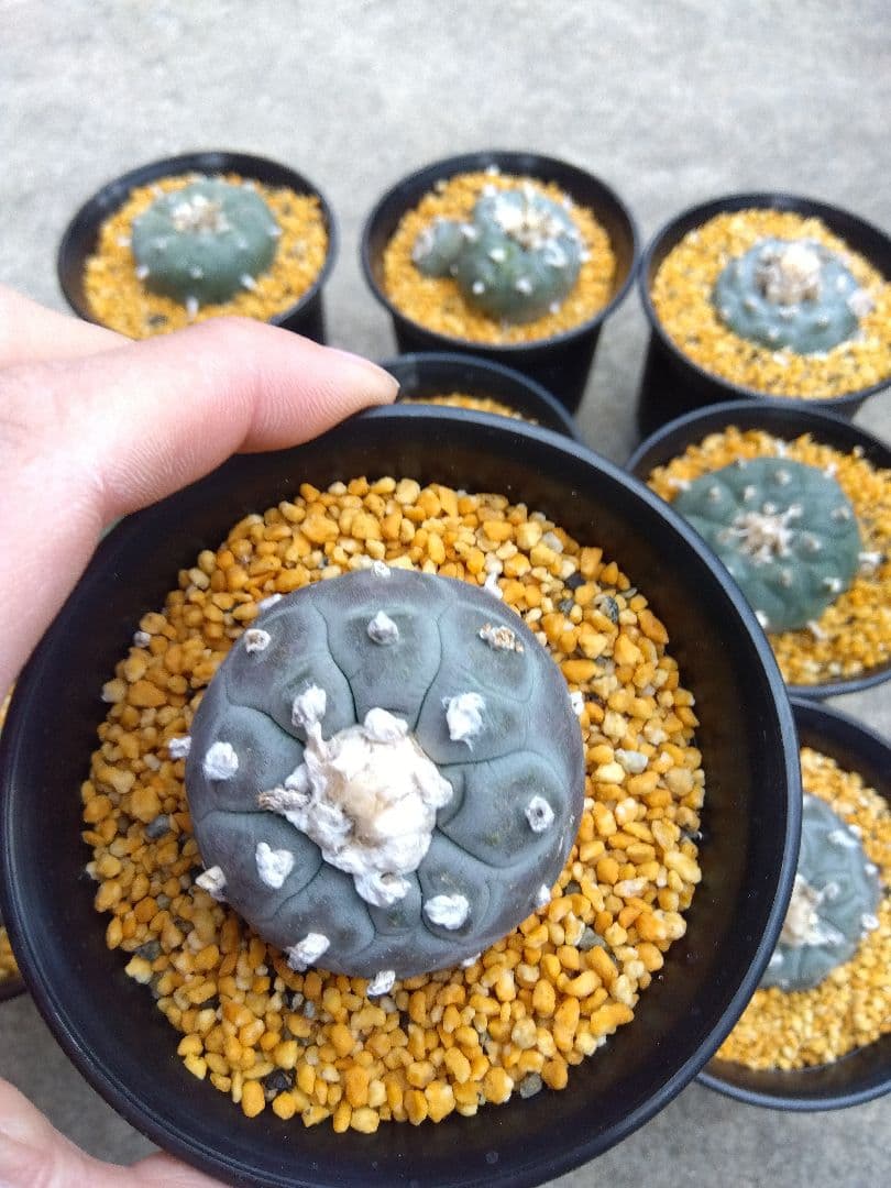 サボテン　烏羽玉　ロフォフォラ　3号鉢つき　9鉢セット❗　あ