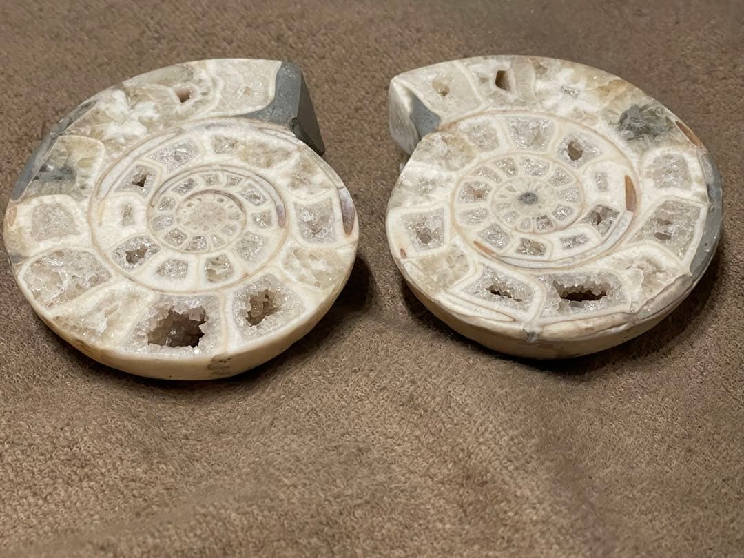 オウムガイ　化石