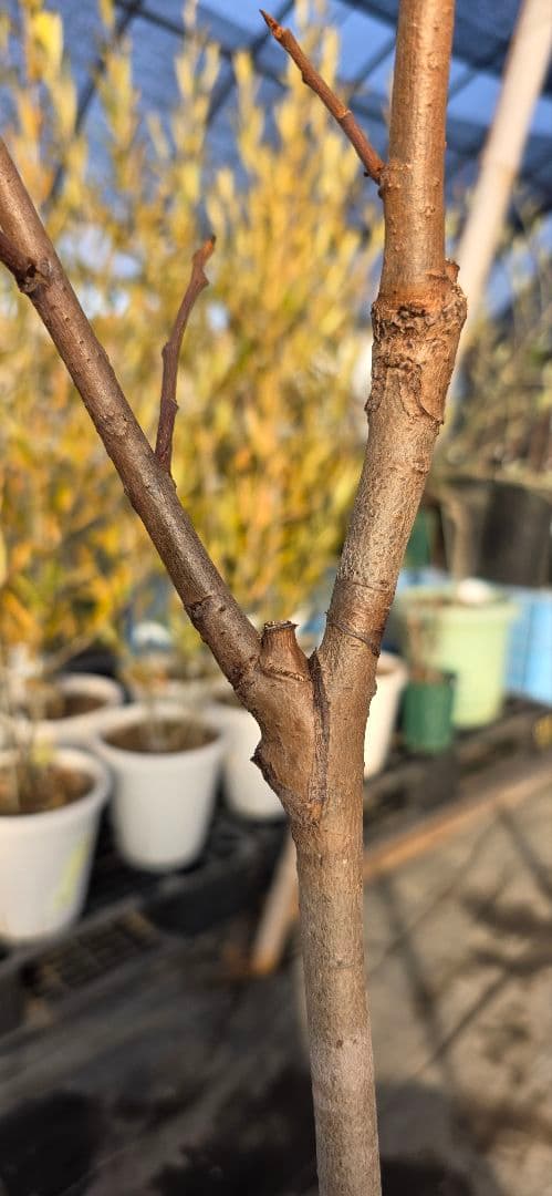 ② ポポー 接木苗