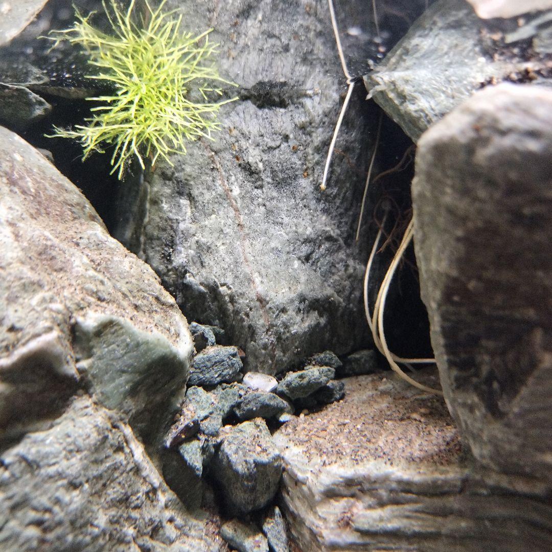 【アクアテラリウム完成品】渓流アクアリウム＋テラリウム30cmキューブ水槽