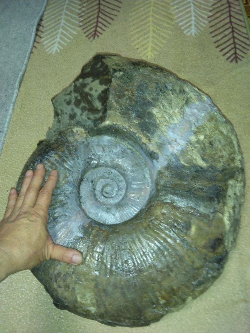 北海道小平町産　プゾシア　アンモナイト　北海道内限定販売です　53cm