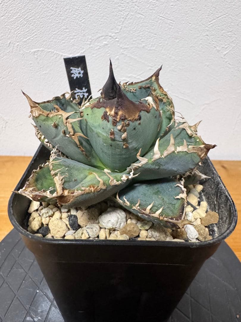 E*s様 lize産 アガベ チタノタ 麻花龍 子株 発根済