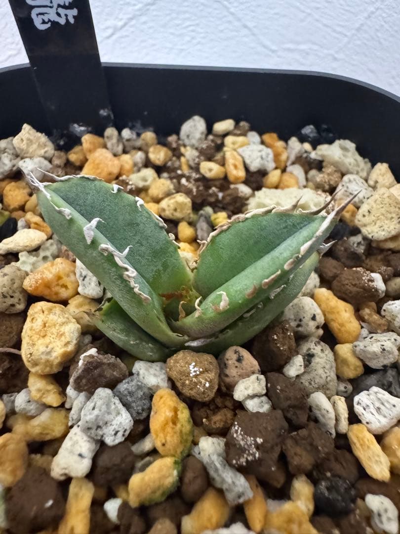E*s様 lize産 アガベ チタノタ 麻花龍 子株 発根済