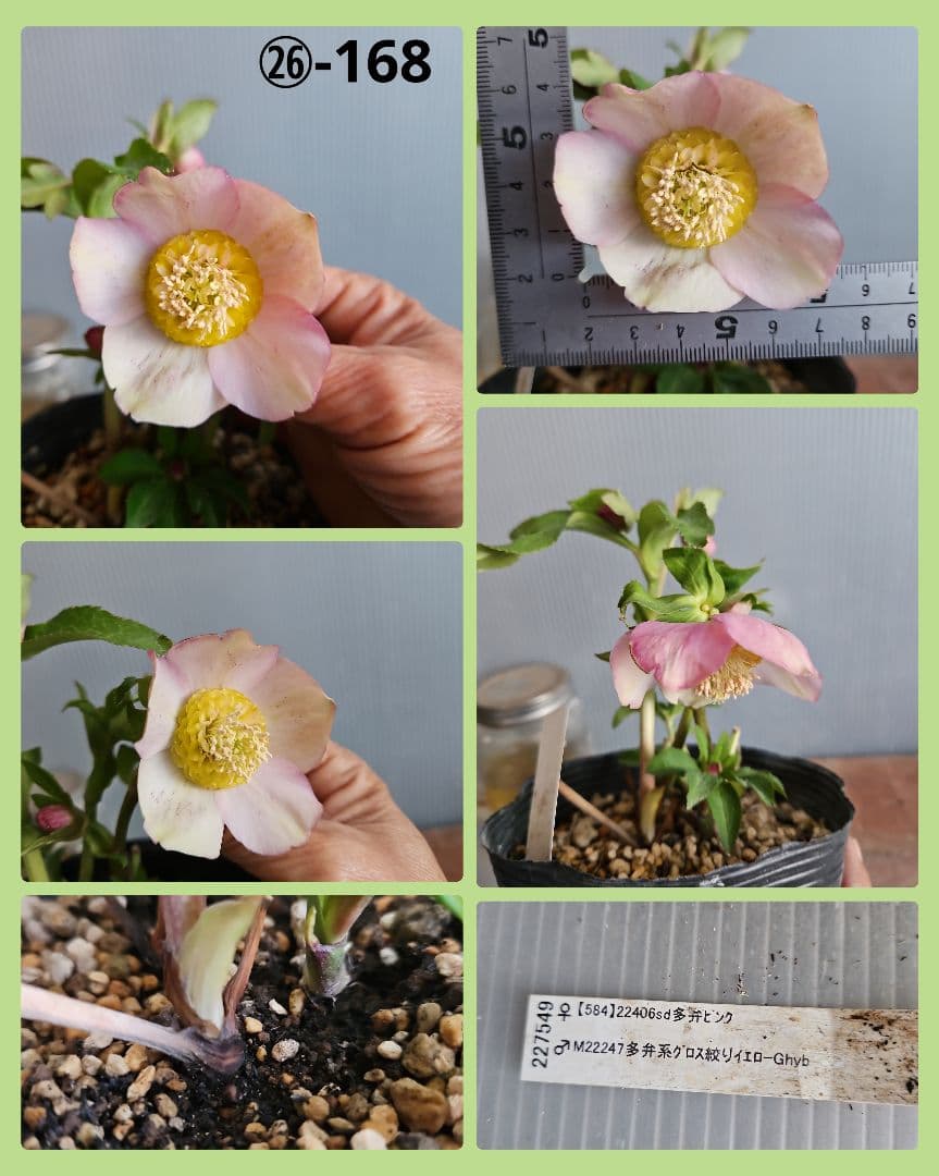 Sh様ご購入苗㉖-100㉖-156㉖-168㉖-183クリスマスローズ