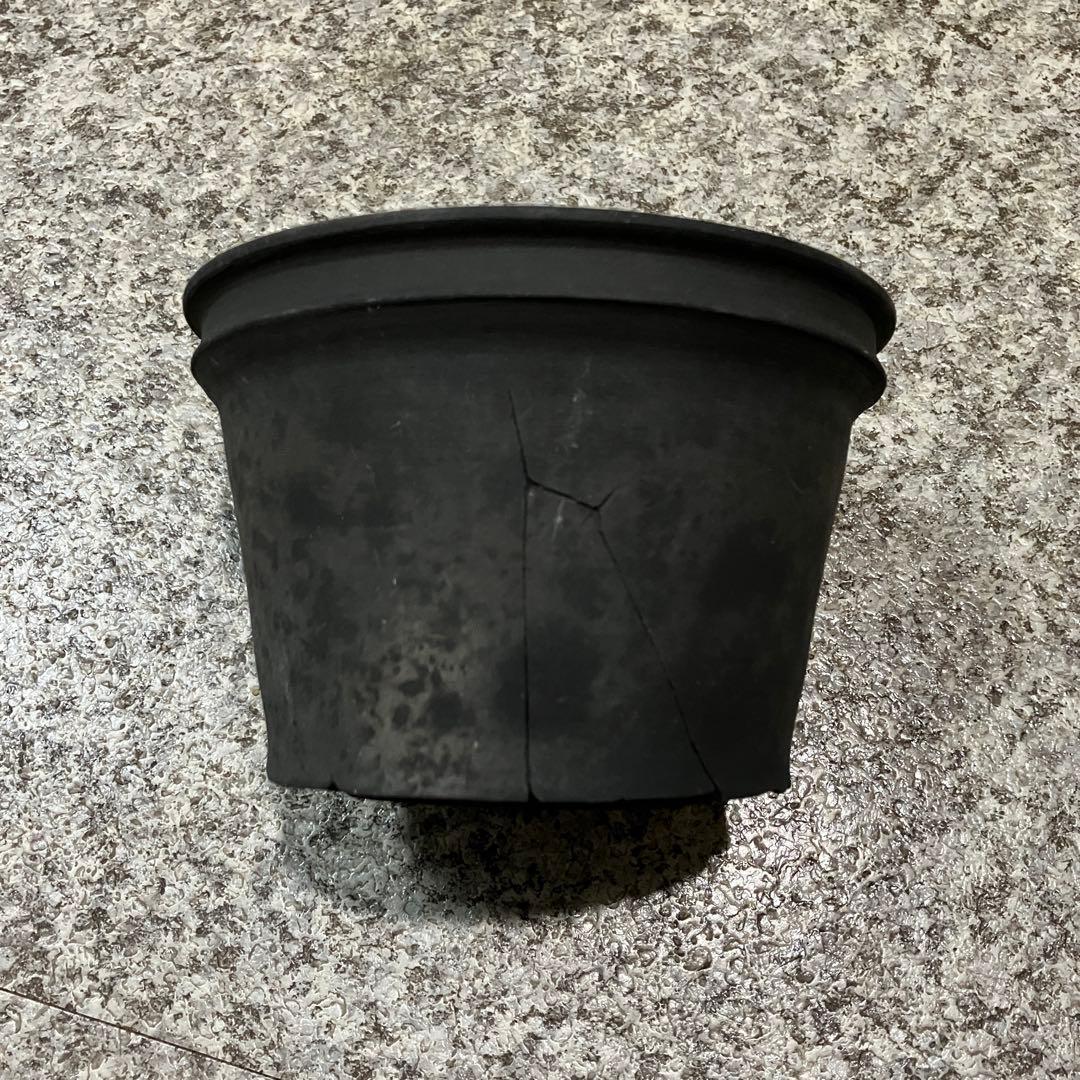 coyote pot 田口潤 植木鉢 鉢