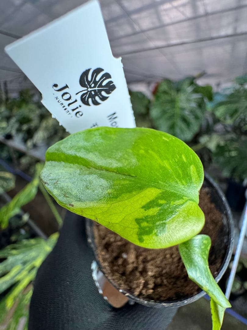 3 モンステラ　エレクトロライト　組織培養苗　順化済