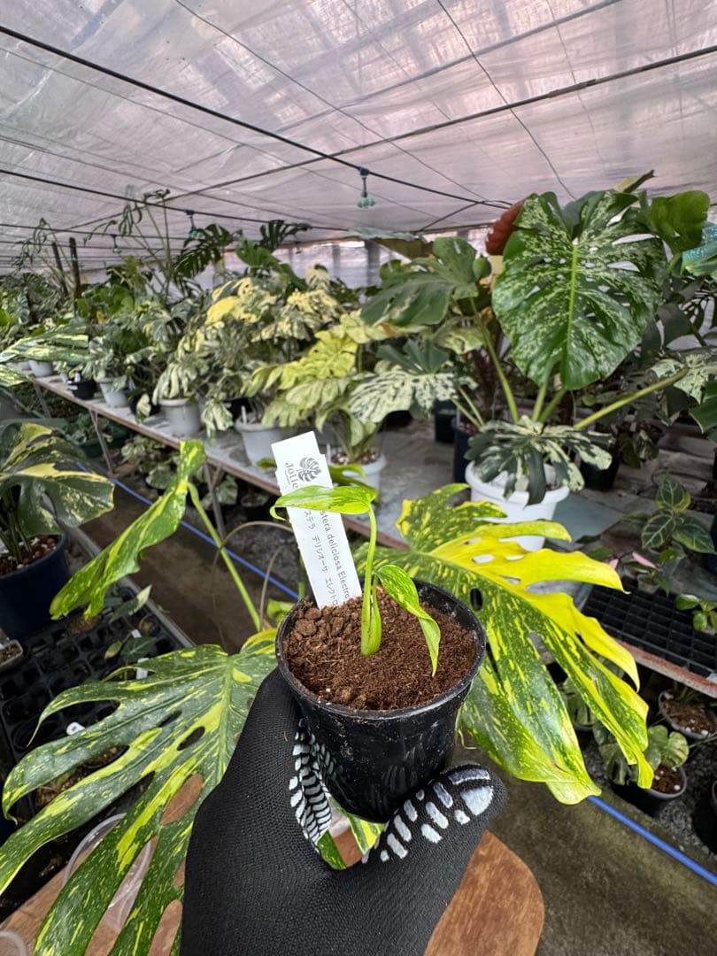 3 モンステラ　エレクトロライト　組織培養苗　順化済