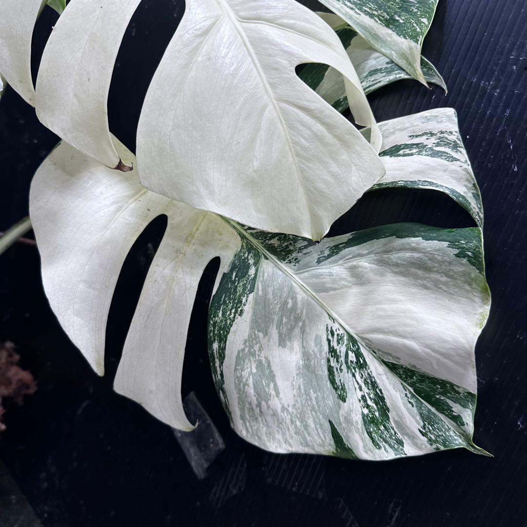 n*k様 斑入りモンステラ ホワイトタイガー極美大株74cm白斑多